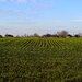 Izvorani, Delta Snagov la 100 m lac, vanzare teren de colt Ilfov 740 mp.